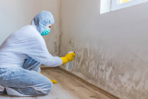 Licensed Basement Mold Remediation service in Geneva, IL - WQB Mold Removal