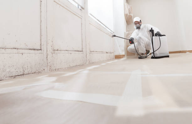 24/7 Emergency Basement Mold Remediation experts in Geneva, IL